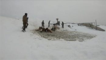 Herd of horses in Russia rescued after falling through frozen lake
