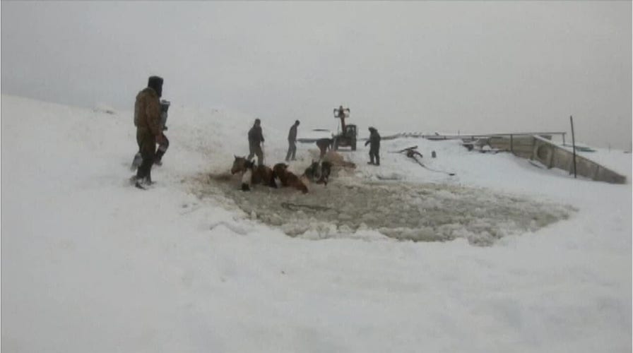 Herd of horses in Russia rescued after falling through frozen lake