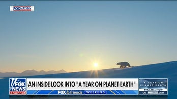 'A Year on Planet Earth' provides inside look into king penguin story