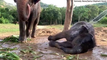 Precious baby elephant enjoys water play as visitors watch