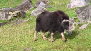 Zoo in Washington celebrates 350-pound animal's first birthday - Fox News