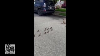 Ducklings reunite with mom thanks to local law enforcement - Fox News