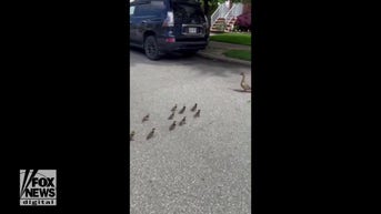 WATCH: Ducklings reunite with mom