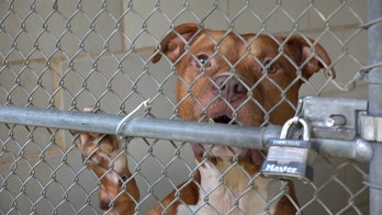 Overcrowded animal shelters dealing with staffing shortages