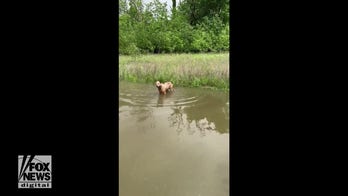 Dog enjoys massive rain puddle after 24 hours of rain downpour