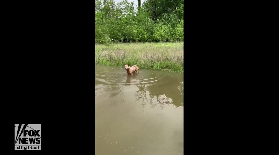 Dog enjoys massive rain puddle after 24 hours of rain downpour