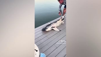 Social media users stunned by 'beautiful' shark found off coast of Florida