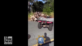 WATCH: Goats stop traffic on highway