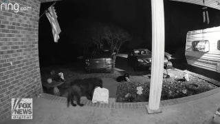 Doorbell camera footage shows dog stealing package from neighbor's front porch - Fox News