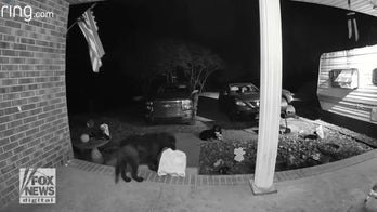 Doorbell camera footage shows dog stealing package from neighbor's front porch