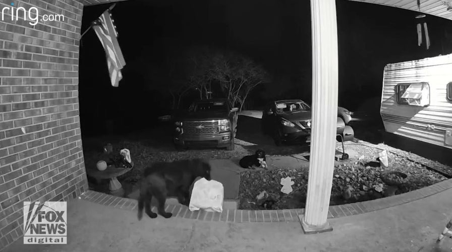 Doorbell camera footage shows dog stealing package from neighbor's front porch