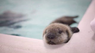 Baby otter rescued from Alaska shows promising growth at local zoo - Fox News