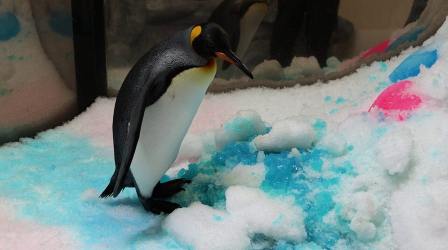 Pesto the penguin chick weighs more than both parents combined at nine months old