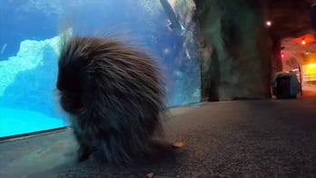 Porcupine visits seal friends at local zoo