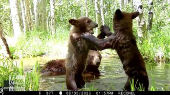 Bear cubs play-fight with mama bear watching closely