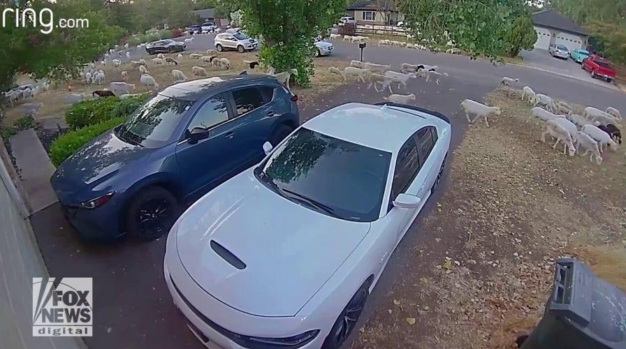INVASION! Large herd of sheep takes over neighborhood