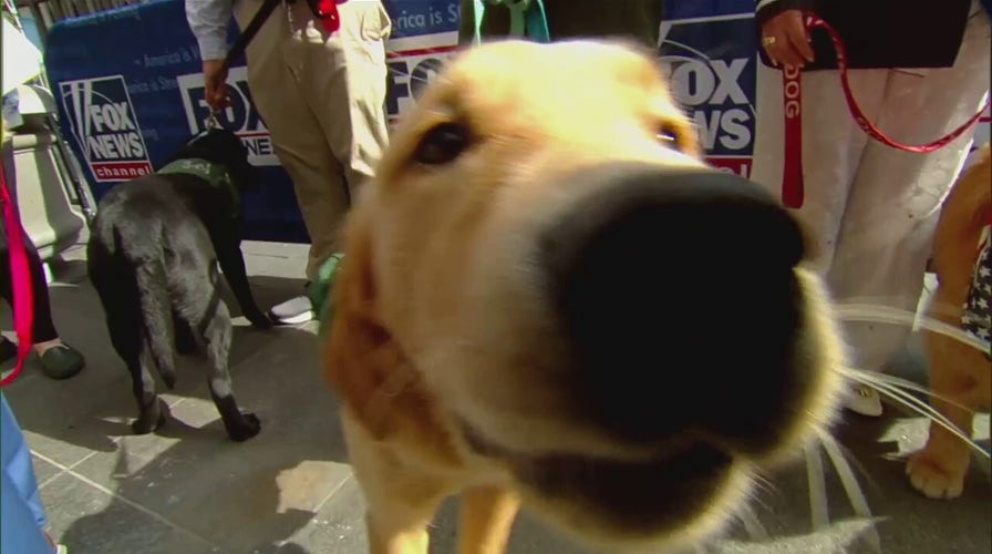 Congress passes PAWS Act to help veterans overcome PTSD