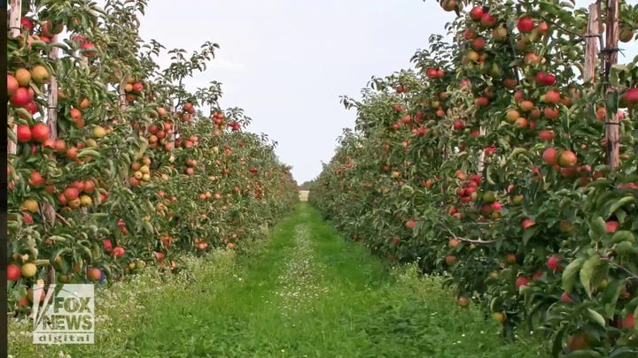 This man planted the first apple orchards in colonial America — here's his fascinating story