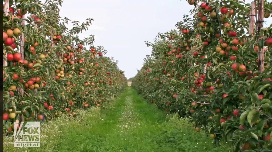 Meet the American who first planted apples in the colonies