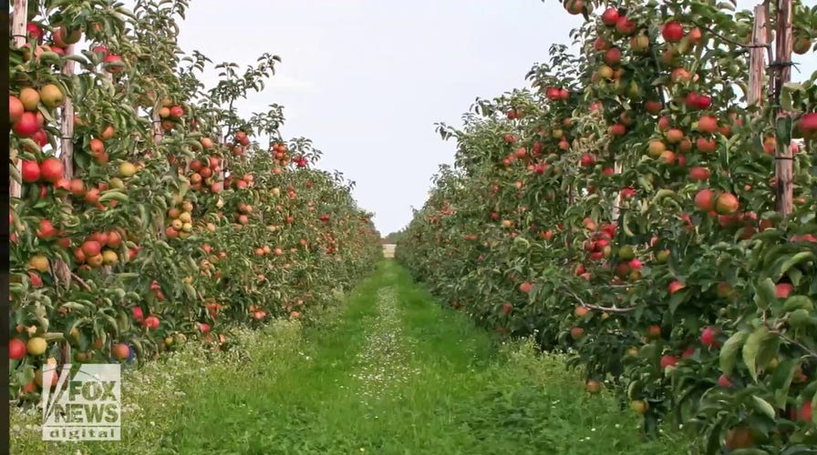 This man planted the first apple orchards in colonial America — here's his fascinating story