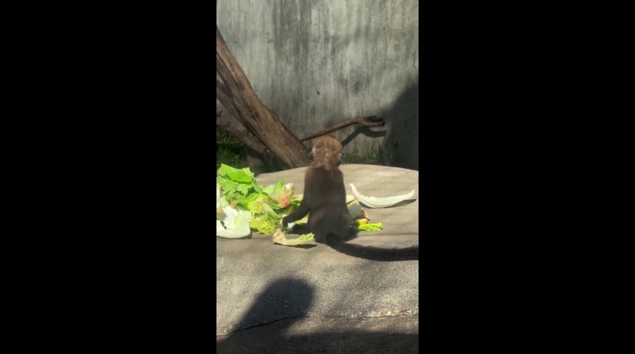 Langur baby snacks on fresh produce at Tennessee zoo