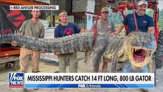 Hunters catch largest gator in state's history - Fox News