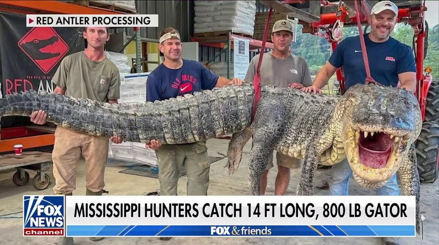 Hunters catch largest gator in state's history