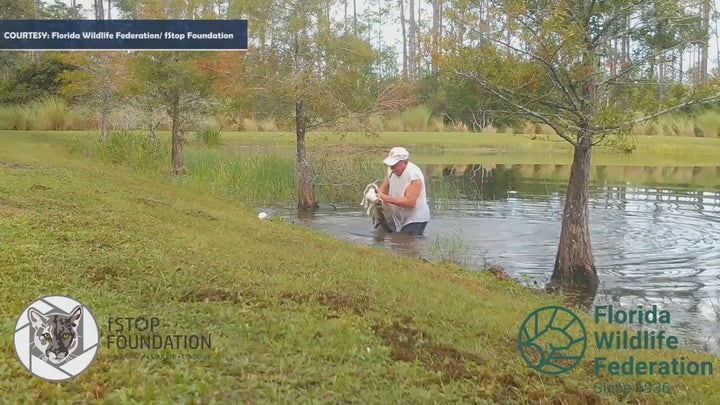 Florida man saves dog from alligator