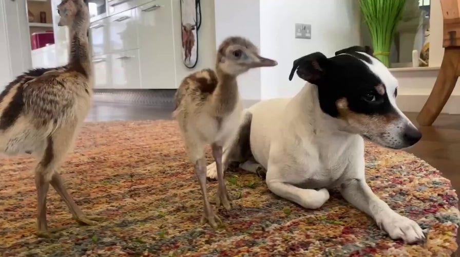 Dog befriends baby chicks in sweet video