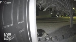 Alligator approaches Florida woman's front door: Doorbell camera footage - Fox News