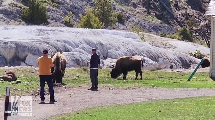 Men approach bison in Yellowstone National Park