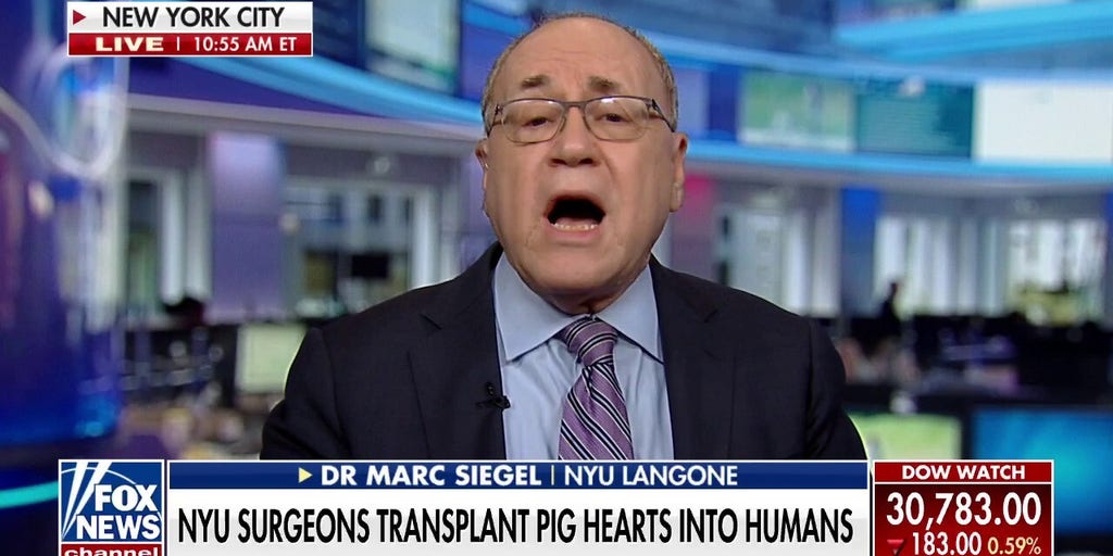 NYU Langone Health surgeons successfully transplant pig hearts into
