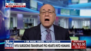 NYU Langone Health surgeons  successfully transplant pig hearts into humans   - Fox News
