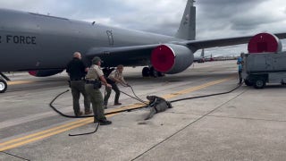 Florida Fish and Wildlife officers wrangle alligator on MacDill Air Force Base tarmac - Fox News