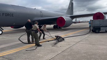 Florida Fish and Wildlife officers wrangle alligator on MacDill Air Force Base tarmac