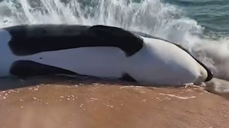 Killer whale found dead on Florida beach was not pregnant, showed signs of 'various illnesses'
