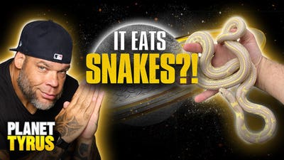 Tyrus’ Zoo: This Snake Eats OTHER SNAKES?! | Planet Tyrus