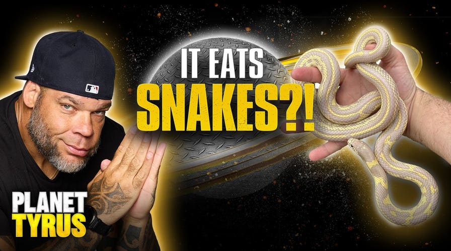 Tyrus’ Zoo: This Snake Eats OTHER SNAKES?! | Planet Tyrus