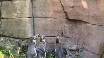 Penguins chase light reflection in funny video