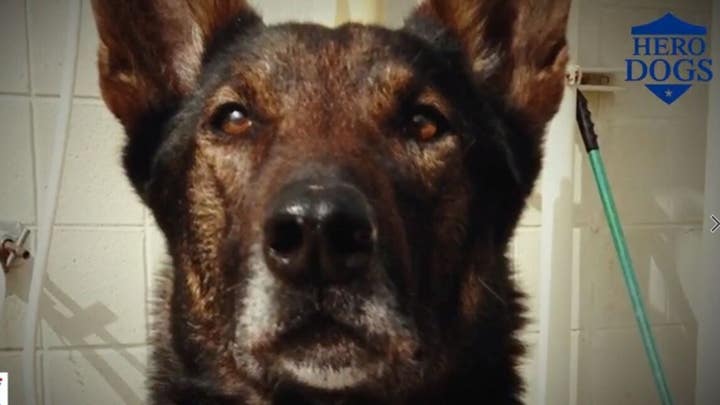Fox Nation's 'Hero Dogs' focuses on 