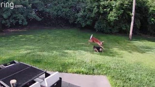 Dog and deer caught playing a game of tag in yard by Ring camera - Fox News
