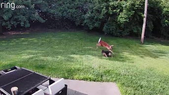 WATCH: Dog and deer playing tag - Fox News