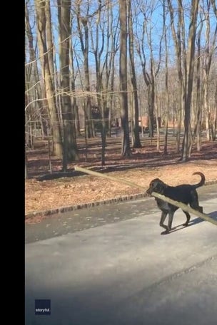 SEE IT: Dog fetches GIANT stick