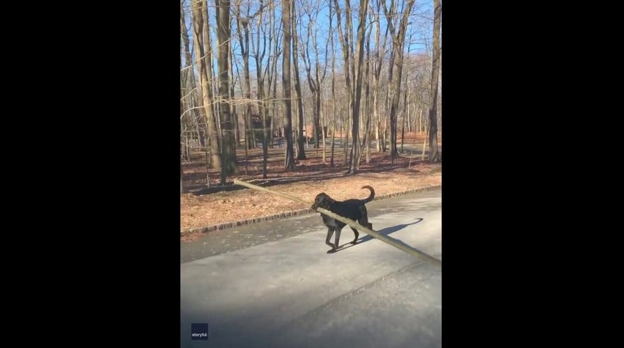 New Jersey rescue dog fetches huge stick with great pride