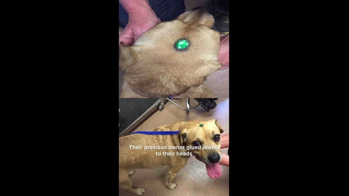 Dog rescue in California helps pair surrendered with objects glued on their heads