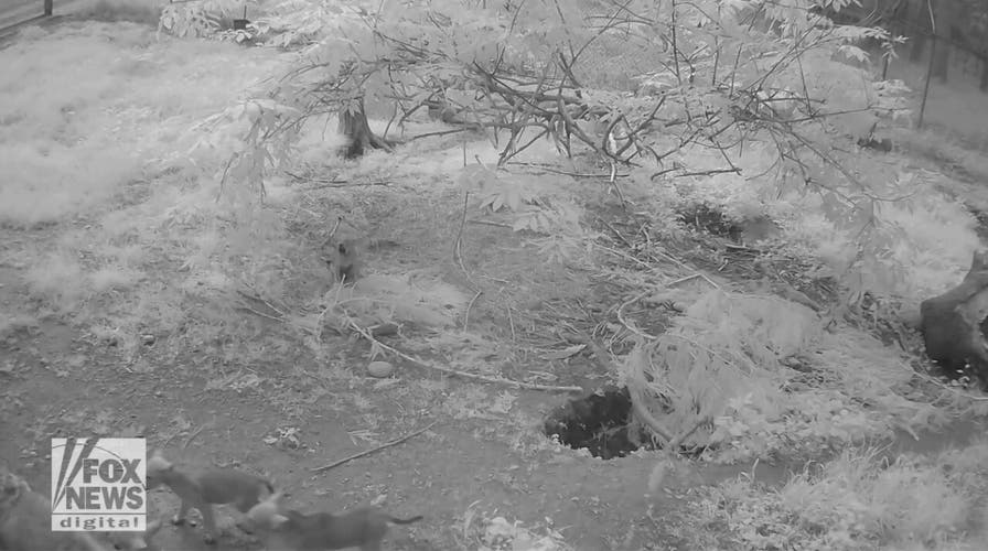 Red wolf puppies find their voices for the first time