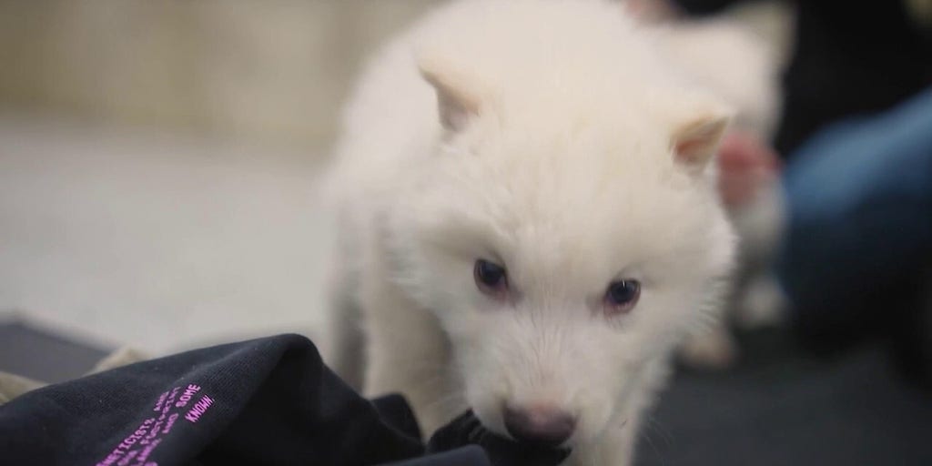 Researchers claim to have brought dire wolf back from 12,500-year extinction