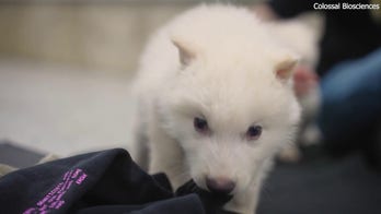 Researchers claim to have brought dire wolf back from 12,500-year extinction