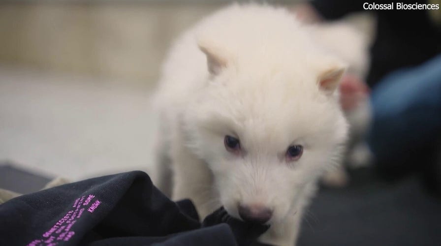 Researchers claim to have brought dire wolf back from 12,500-year extinction