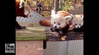 Rare baby red pandas spotted playing in their zoo habitat - Fox News